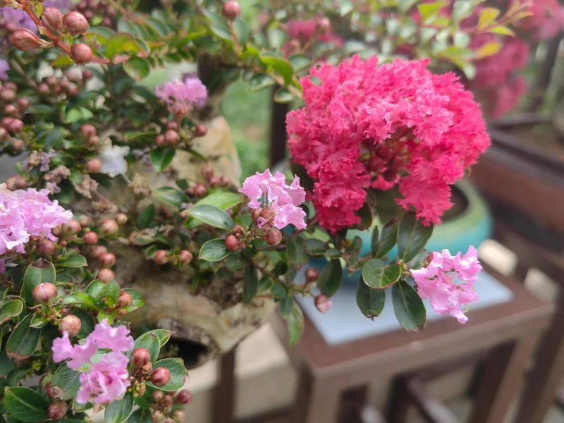 The method of planting purple trees