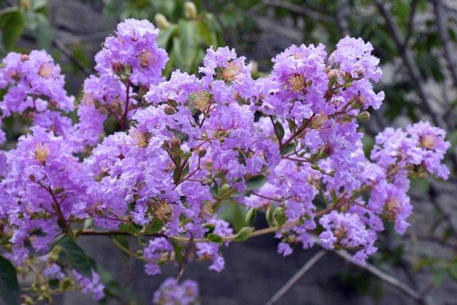 The method of planting purple trees