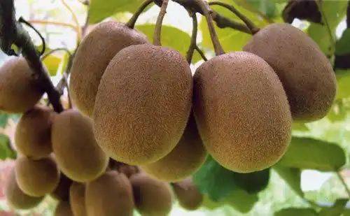Gold-colored monkey cultivation technology