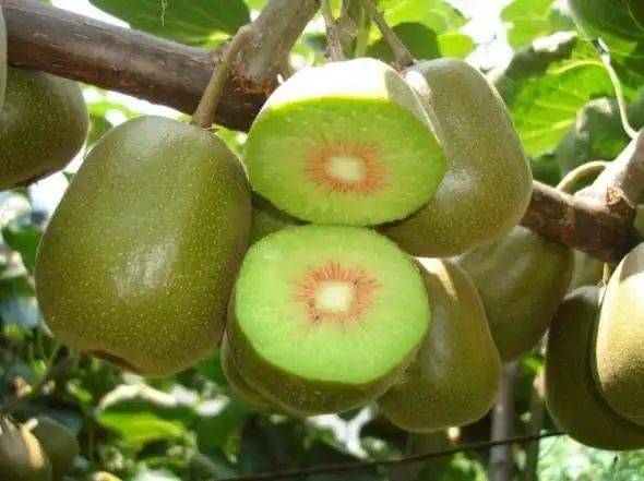 Gold-colored monkey cultivation technology