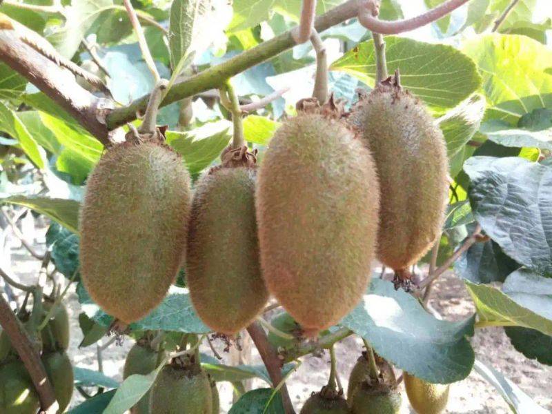 Gold-colored monkey cultivation technology
