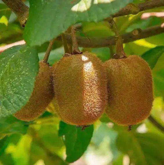 Gold-colored monkey cultivation technology