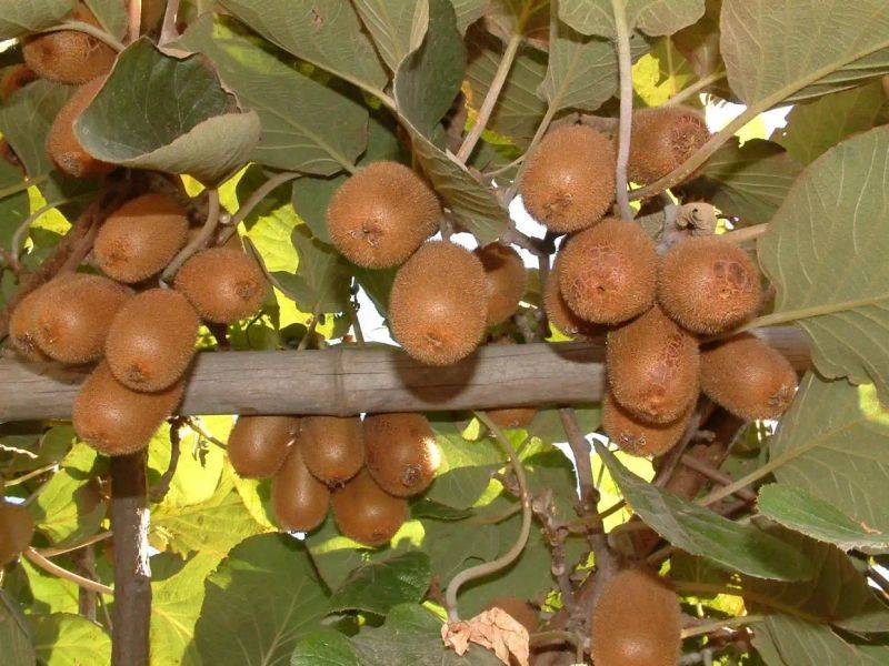 Gold-colored monkey cultivation technology