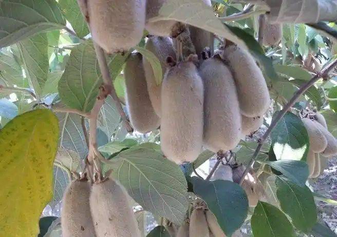 Gold-colored monkey cultivation technology