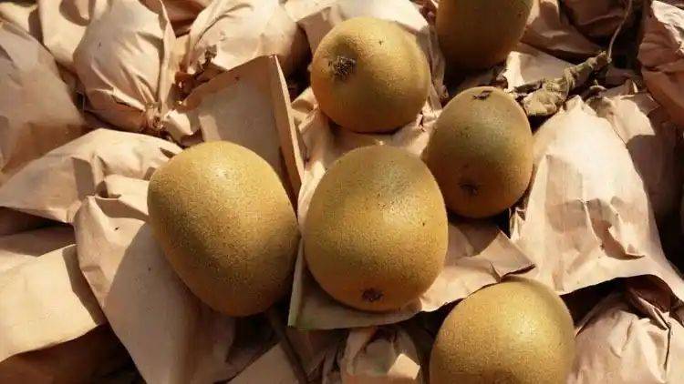 Gold-colored monkey cultivation technology