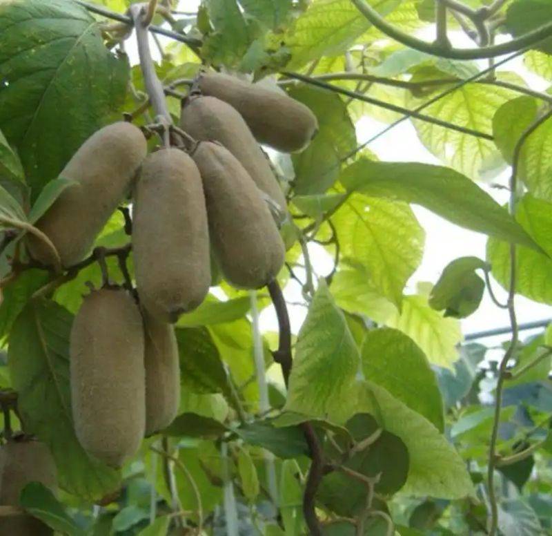 Gold-colored monkey cultivation technology
