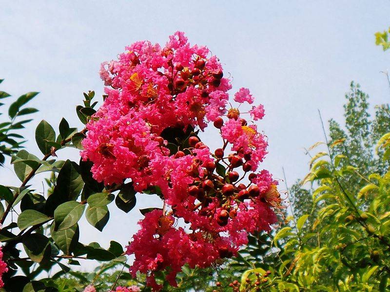 The method of planting purple trees