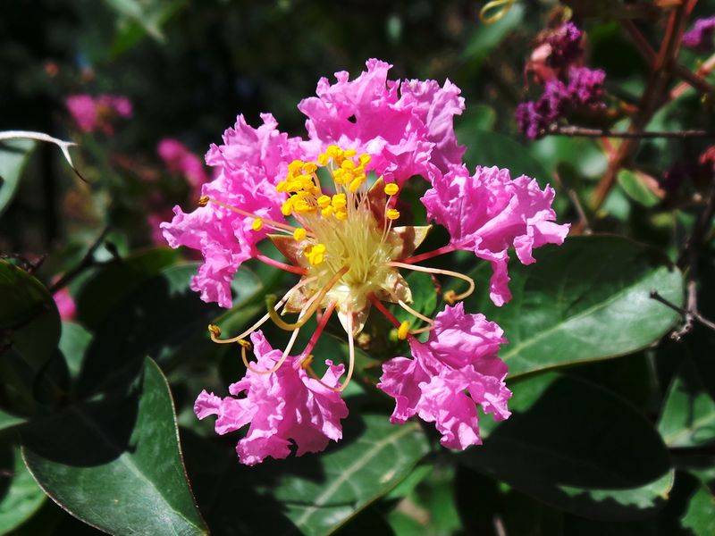 The method of planting purple trees