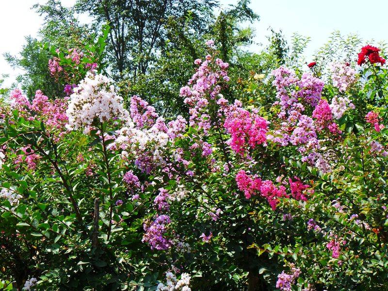 The method of planting purple trees