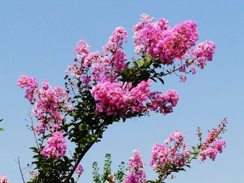 The method of planting purple trees