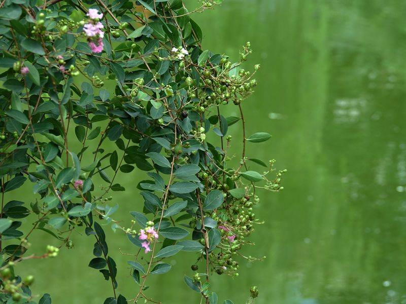The method of planting purple trees