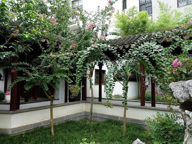 The method of planting purple trees