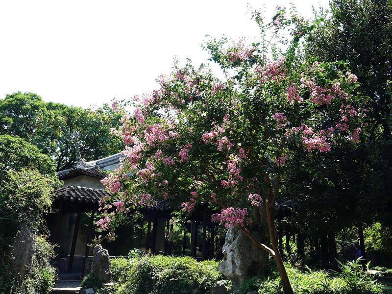 The method of planting purple trees