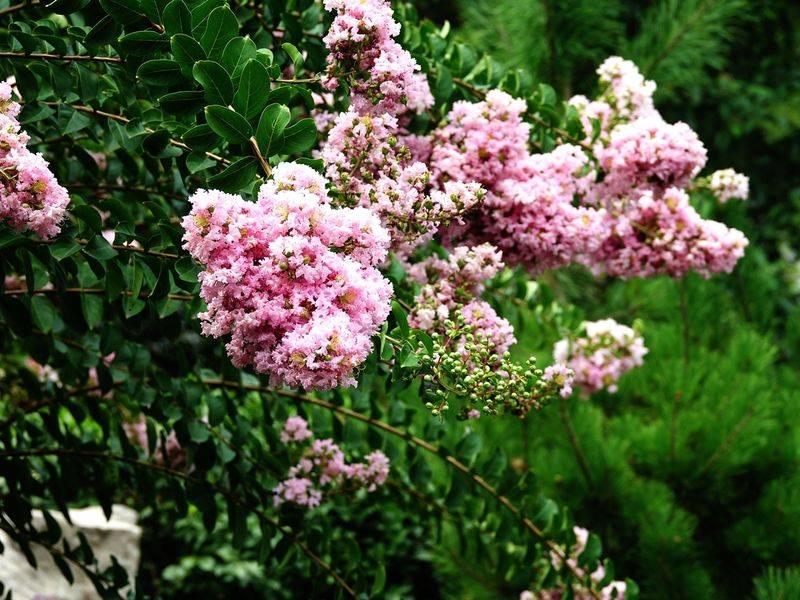 The method of planting purple trees