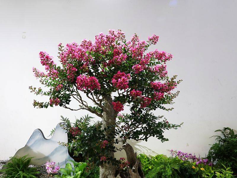 The method of planting purple trees