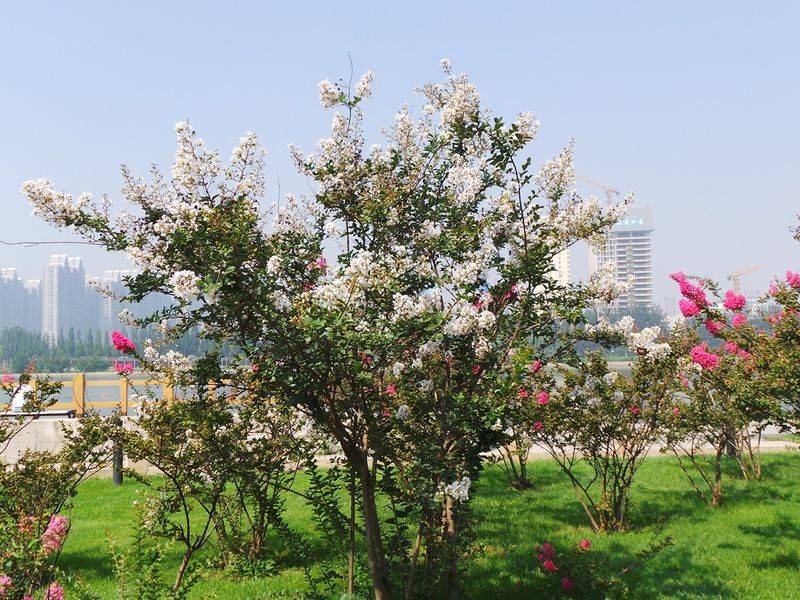 The method of planting purple trees