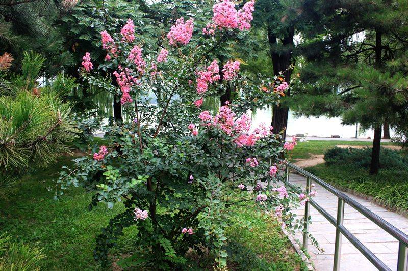 The method of planting purple trees