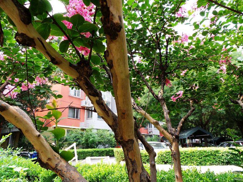 The method of planting purple trees