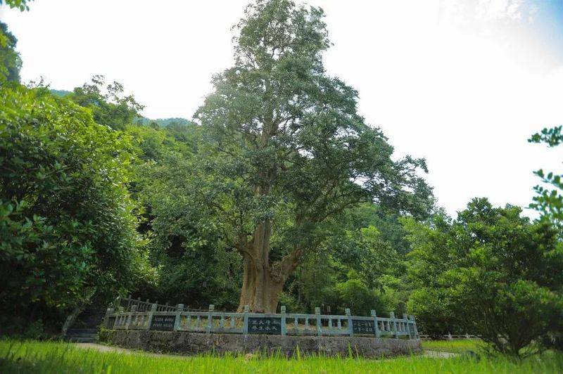 The method of planting purple trees