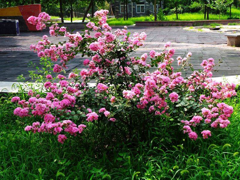 The method of planting purple trees