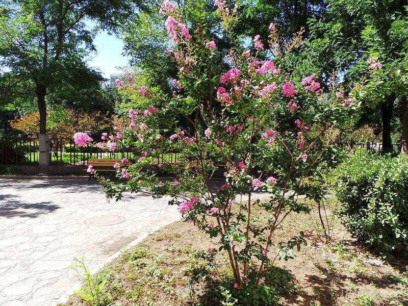 The method of planting purple trees
