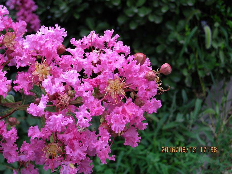 The method of planting purple trees