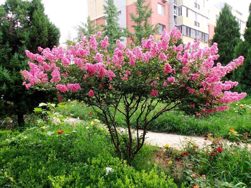 The method of planting purple trees