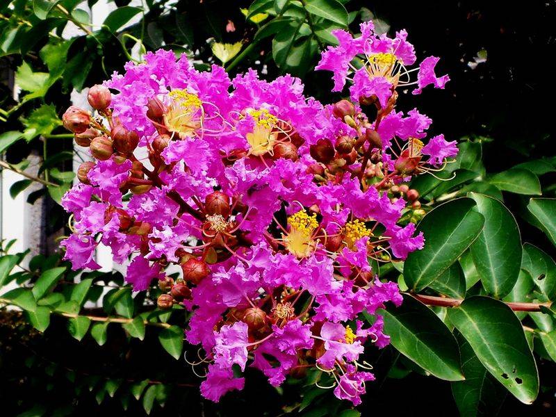 The method of planting purple trees