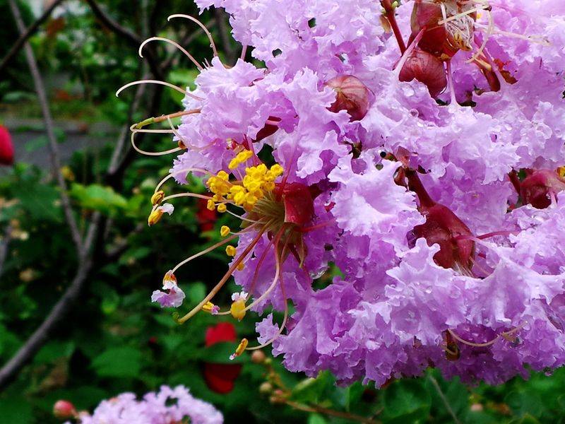 The method of planting purple trees