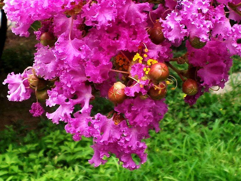 The method of planting purple trees