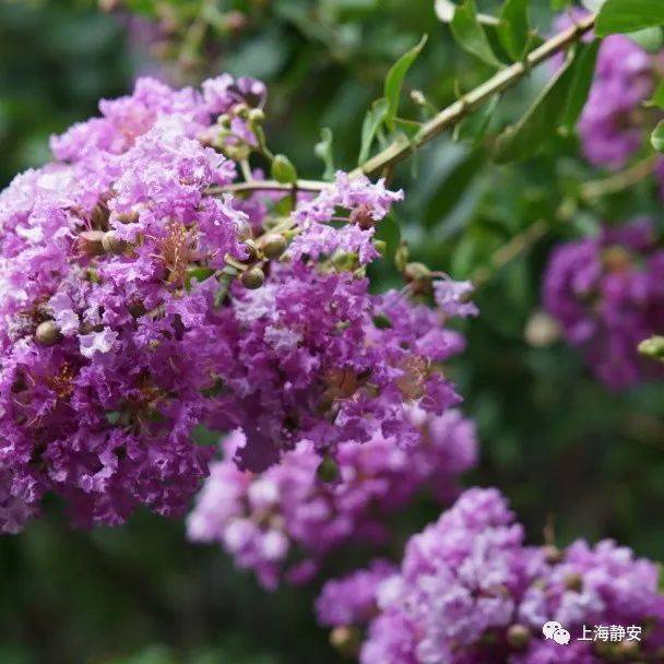 The method of planting purple trees