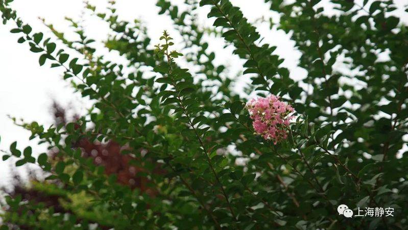 The method of planting purple trees