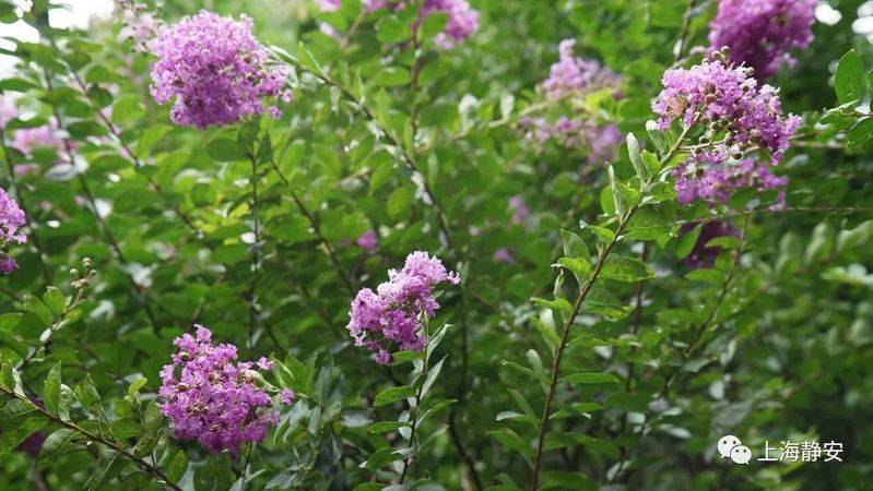 The method of planting purple trees