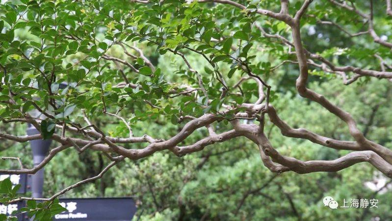 The method of planting purple trees