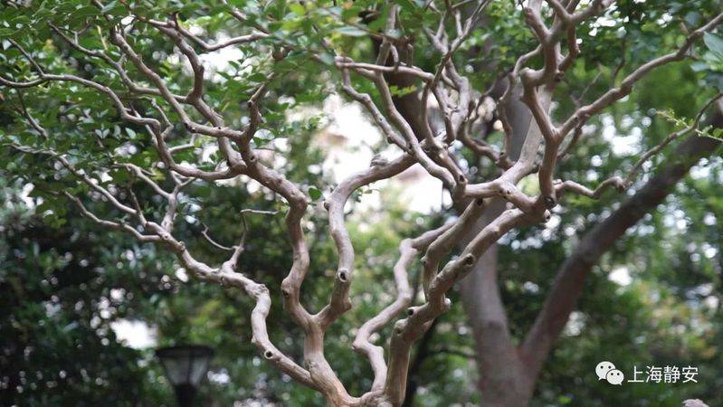 The method of planting purple trees