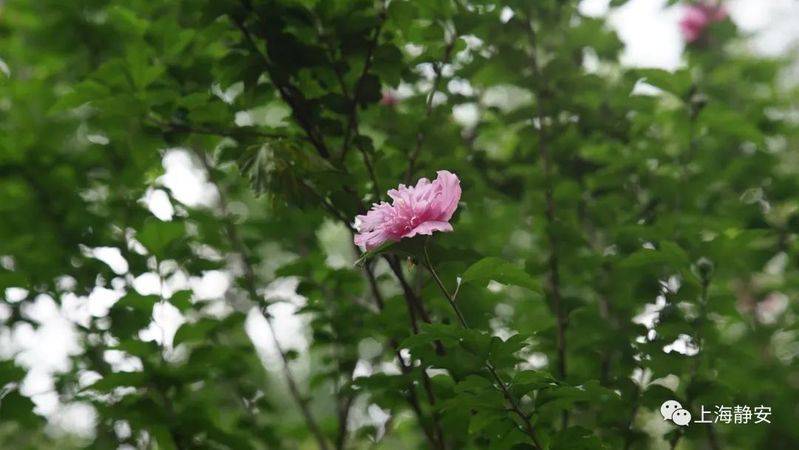 The method of planting purple trees