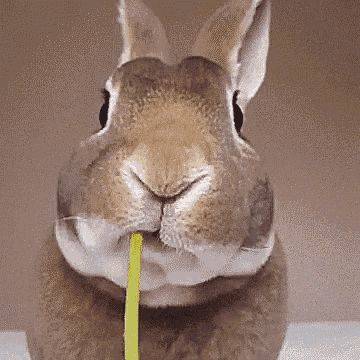 How much is dutch ear rabbit