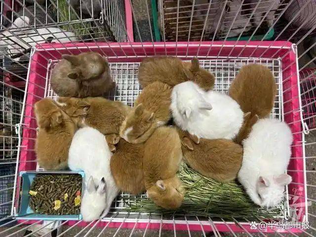 How much is dutch ear rabbit