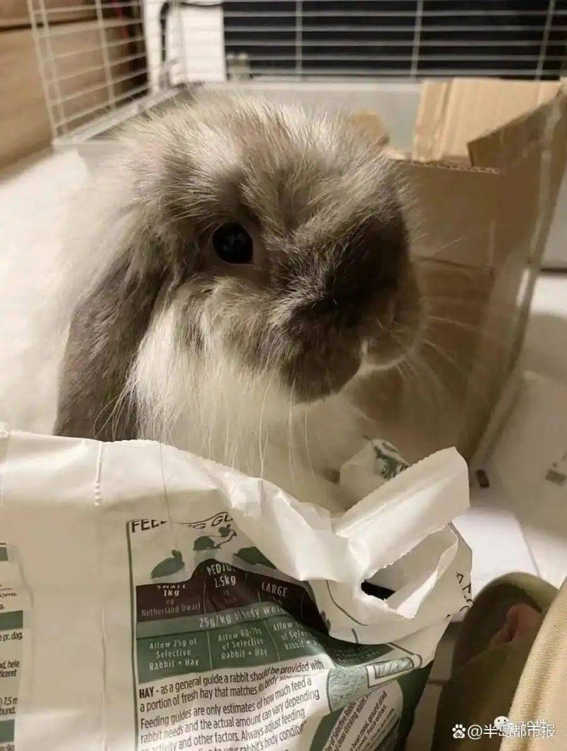 How much is dutch ear rabbit