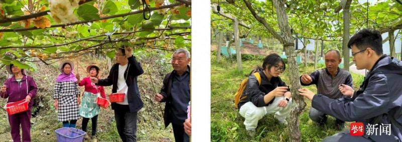 The technology of wild monkey cultivation