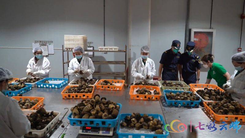 Artificial techniques for the cultivation of oxen hepatitis