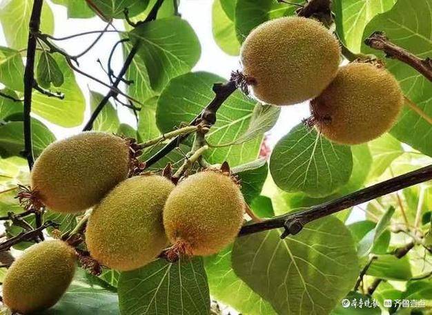 The technology of wild monkey cultivation