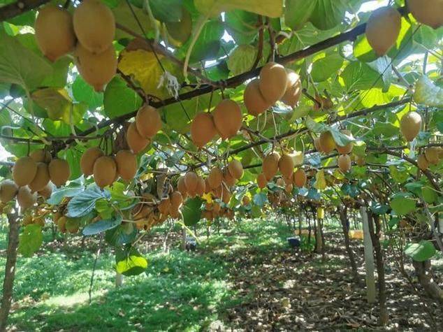 The technology of wild monkey cultivation