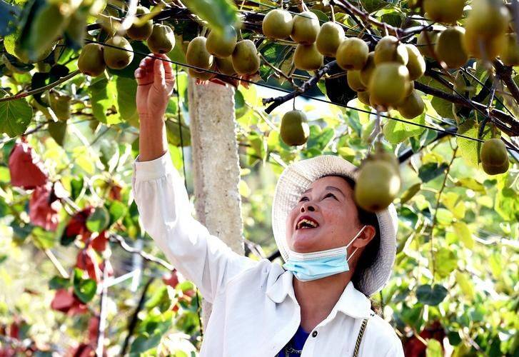 The technology of wild monkey cultivation