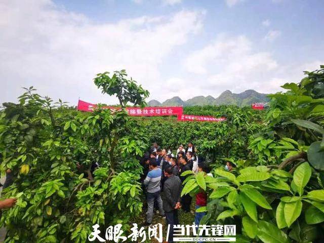 广西苦瓜种植技术