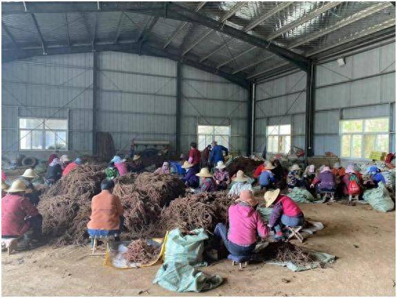 Dansing plantation technology