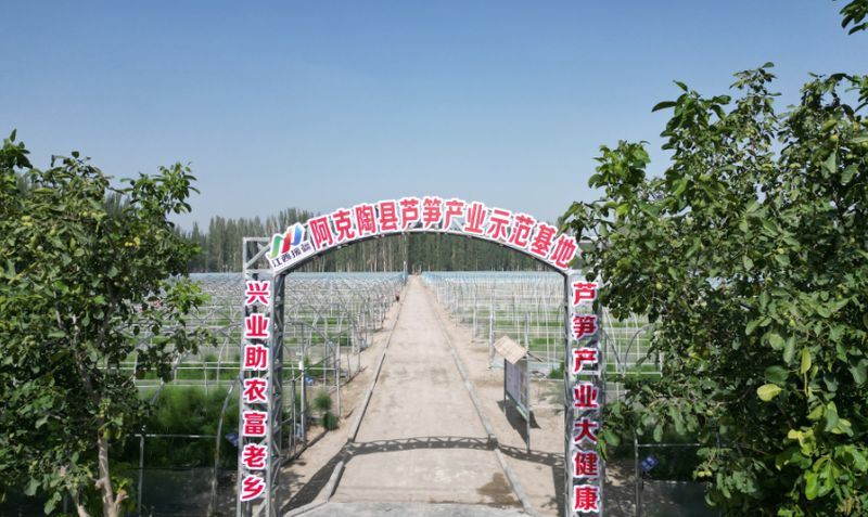 芦笋种植技术