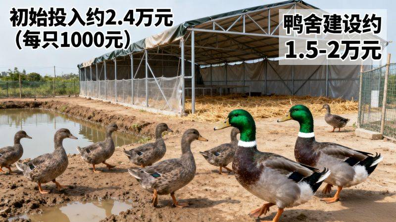 2026养鸭成本