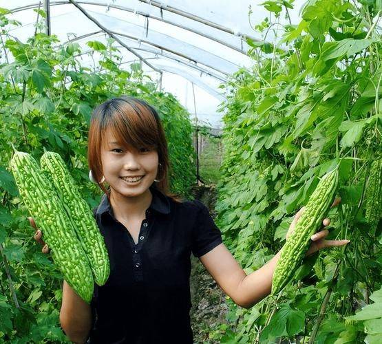 Guangxi bitter melon planting technology