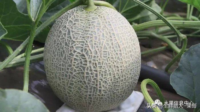 甜瓜种植技术视频
